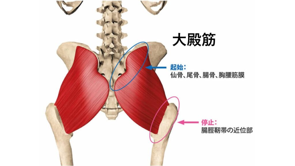 大臀筋の画像