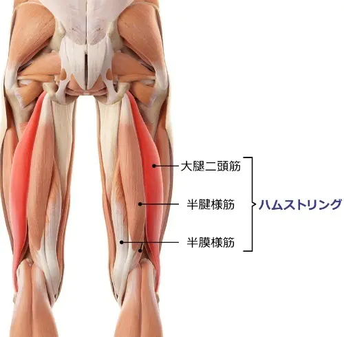 ハムストリングの画像