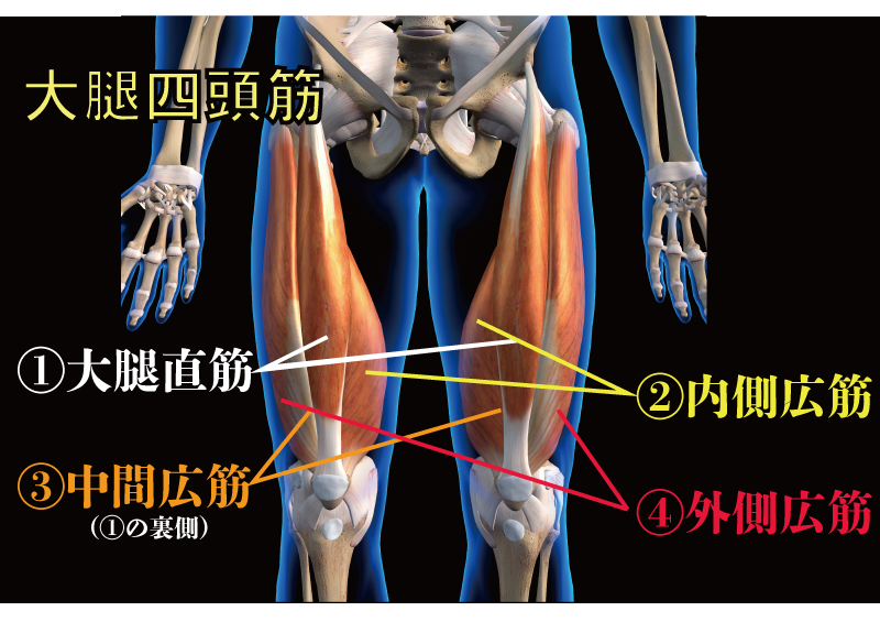 大腿四頭筋の画像